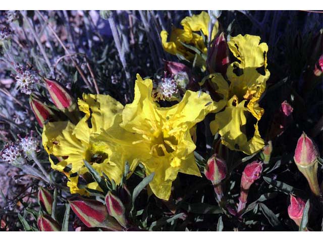 Calylophus lavandulifolius (Lavenderleaf sundrops) #69638