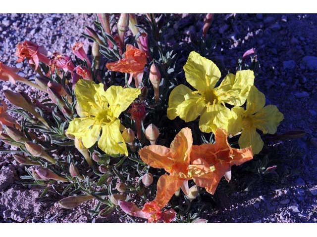 Calylophus lavandulifolius (Lavenderleaf sundrops) #69641