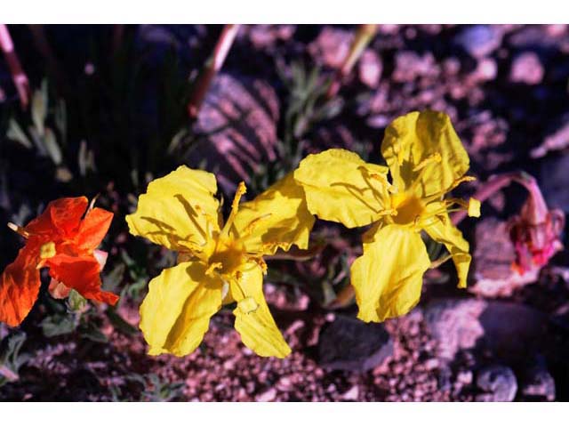 Calylophus lavandulifolius (Lavenderleaf sundrops) #69646