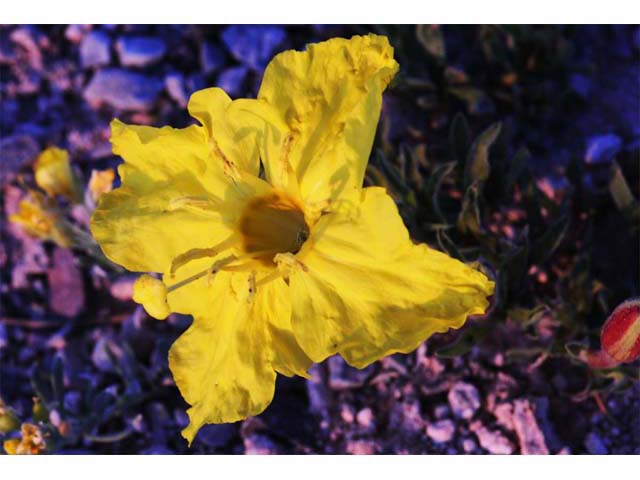 Calylophus lavandulifolius (Lavenderleaf sundrops) #69648