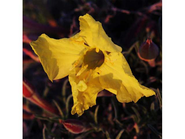 Calylophus lavandulifolius (Lavenderleaf sundrops) #69650