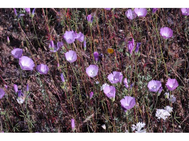 Clarkia gracilis (Slender clarkia) #69710