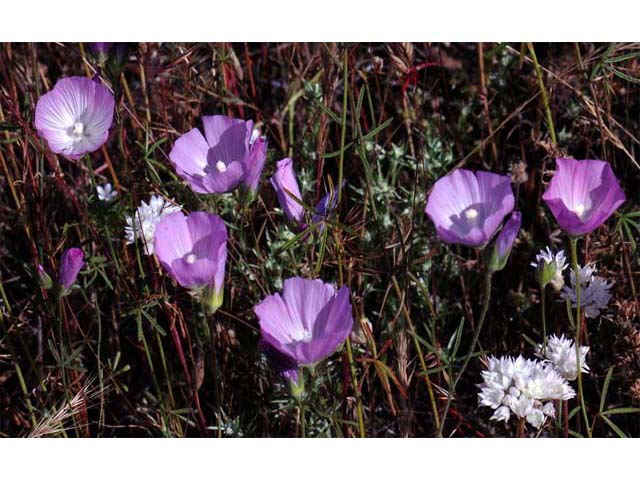 Clarkia gracilis (Slender clarkia) #69711