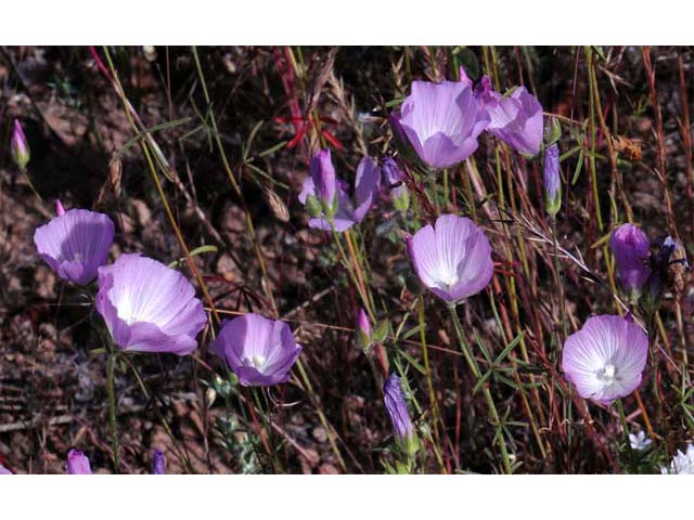 Clarkia gracilis (Slender clarkia) #69712