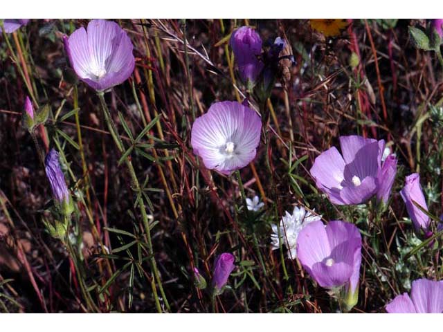 Clarkia gracilis (Slender clarkia) #69713