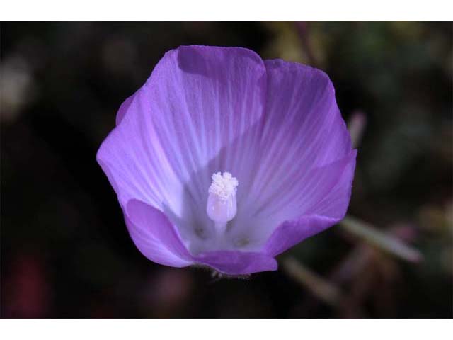 Clarkia gracilis (Slender clarkia) #69714