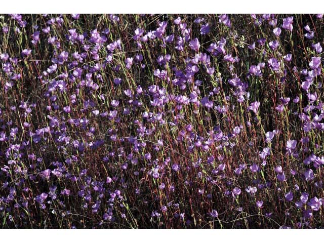 Clarkia gracilis (Slender clarkia) #69716