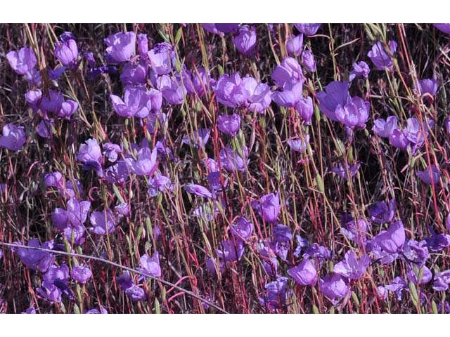 Clarkia gracilis (Slender clarkia) #69718