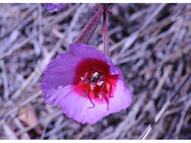 Clarkia rubicunda (Ruby chalice clarkia) #69739