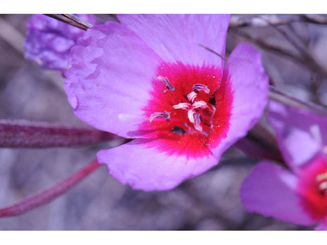 Clarkia rubicunda (Ruby chalice clarkia) #69740