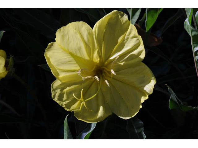 Oenothera macrocarpa ssp. macrocarpa (Bigfruit evening-primrose) #69820