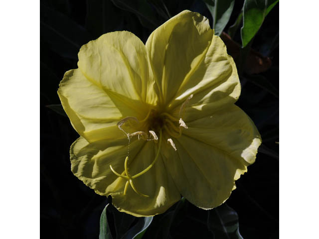 Oenothera macrocarpa ssp. macrocarpa (Bigfruit evening-primrose) #69821