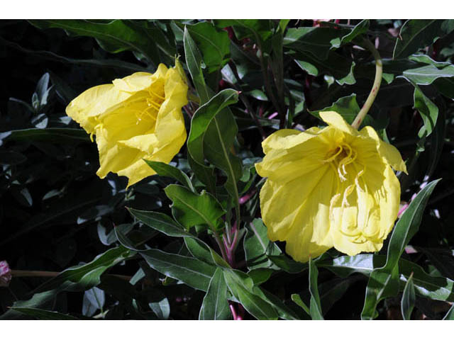 Oenothera macrocarpa (Bigfruit evening-primrose) #69830