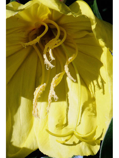 Oenothera macrocarpa (Bigfruit evening-primrose) #69832