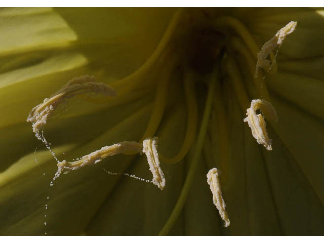 Oenothera macrocarpa (Bigfruit evening-primrose) #69837