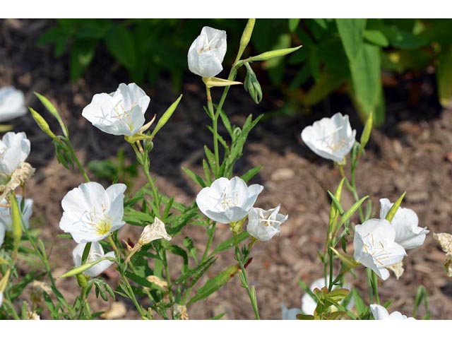 Oenothera pallida (Pale evening-primrose) #69843