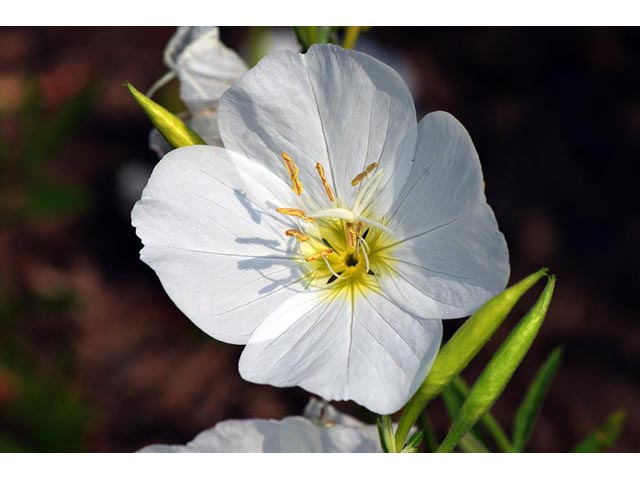 Oenothera pallida (Pale evening-primrose) #69848