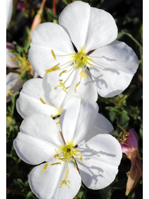 Oenothera pallida ssp. runcinata (White sands evening primrose) #69853