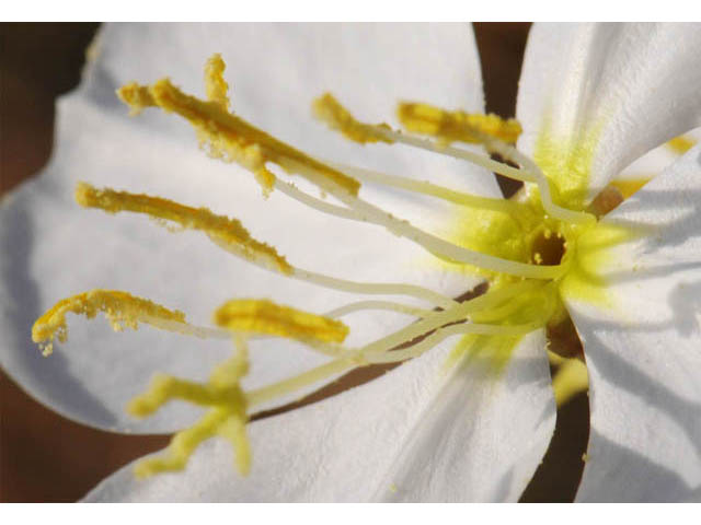 Oenothera pallida ssp. runcinata (White sands evening primrose) #69855