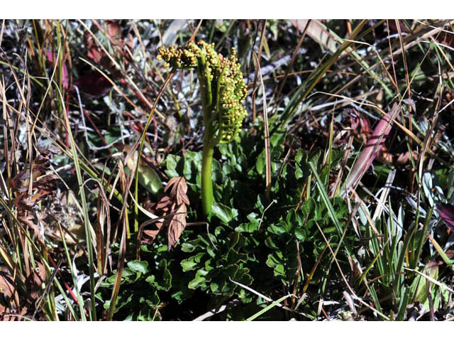 Botrychium multifidum (Leathery grapefern) #69856