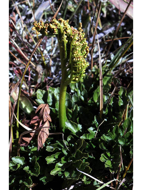 Botrychium multifidum (Leathery grapefern) #69857