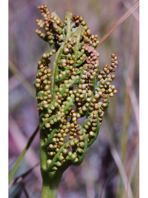 Botrychium multifidum (Leathery grapefern) #69859