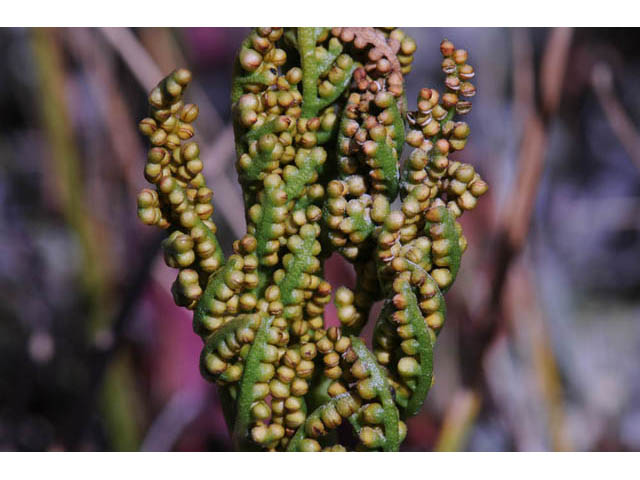 Botrychium multifidum (Leathery grapefern) #69862