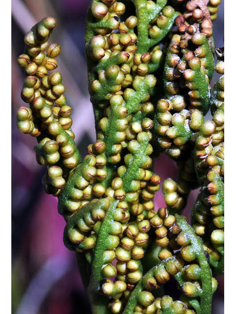 Botrychium multifidum (Leathery grapefern) #69863