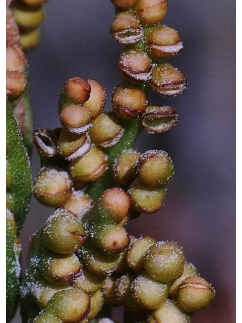 Botrychium multifidum (Leathery grapefern) #69867