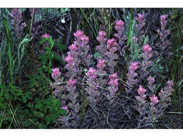 Castilleja angustifolia (Northwestern indian paintbrush) #69926