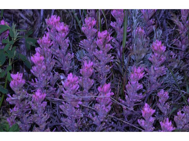 Castilleja angustifolia (Northwestern indian paintbrush) #69927