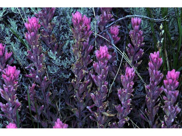 Castilleja angustifolia (Northwestern indian paintbrush) #69929