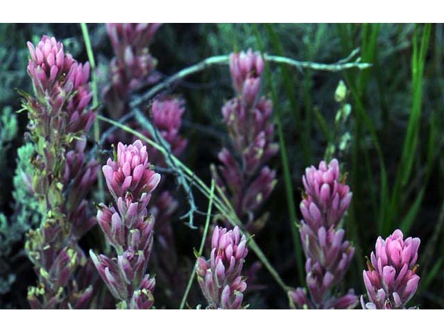 Castilleja angustifolia (Northwestern indian paintbrush) #69930