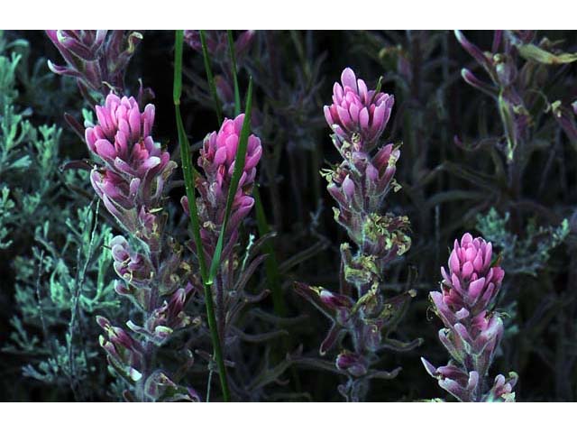 Castilleja angustifolia (Northwestern indian paintbrush) #69931