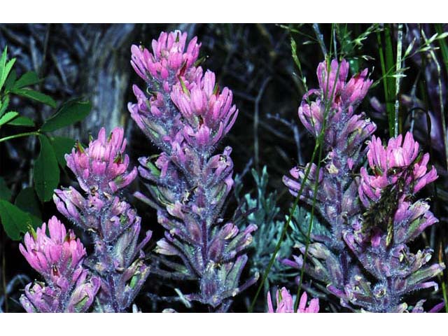 Castilleja angustifolia (Northwestern indian paintbrush) #69932