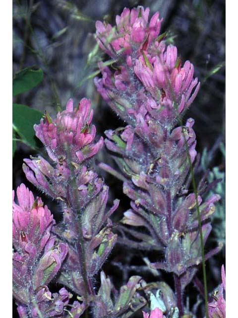 Castilleja angustifolia (Northwestern indian paintbrush) #69933