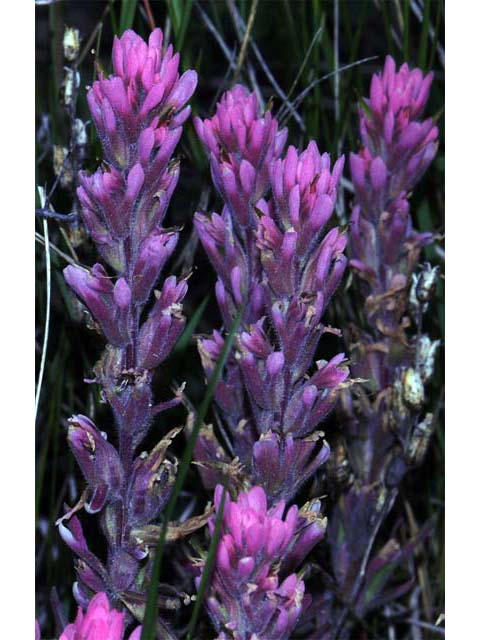 Castilleja angustifolia (Northwestern indian paintbrush) #69937