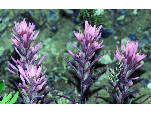 Castilleja angustifolia (Northwestern indian paintbrush) #69938