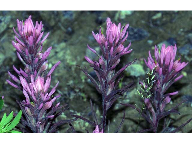 Castilleja angustifolia (Northwestern indian paintbrush) #69940