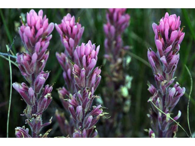 Castilleja angustifolia (Northwestern indian paintbrush) #69941