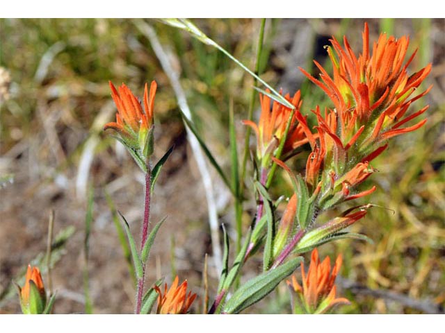 Castilleja applegatei ssp. pinetorum (Wavyleaf indian paintbrush) #69964