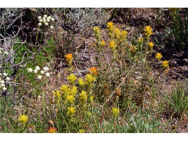 Castilleja applegatei ssp. pinetorum (Wavyleaf indian paintbrush) #69967