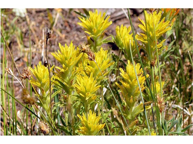 Castilleja applegatei ssp. pinetorum (Wavyleaf indian paintbrush) #69969