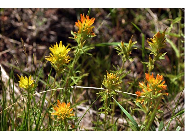 Castilleja applegatei ssp. pinetorum (Wavyleaf indian paintbrush) #69971