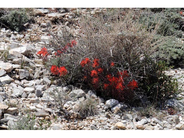 Castilleja angustifolia var. dubia (Showy northwestern indian-paintbrush) #69973