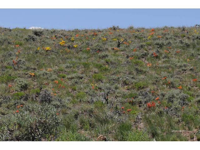 Castilleja angustifolia var. dubia (Showy northwestern indian-paintbrush) #69978