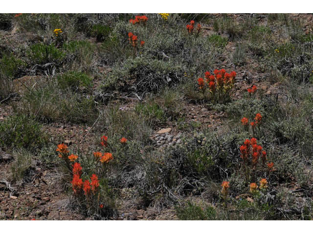 Castilleja angustifolia var. dubia (Showy northwestern indian-paintbrush) #69979