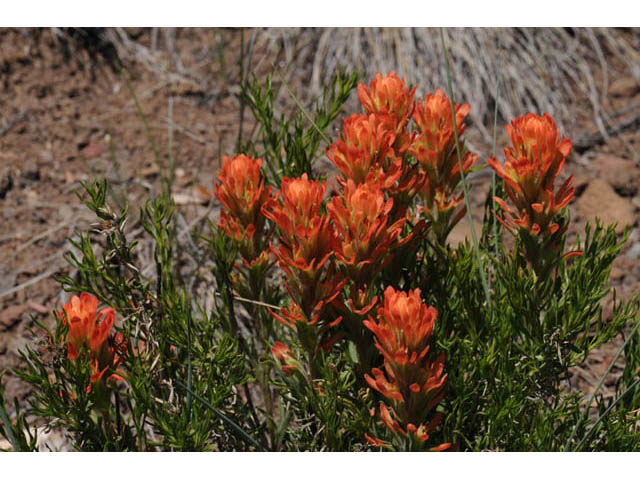 Castilleja angustifolia var. dubia (Showy northwestern indian-paintbrush) #69980