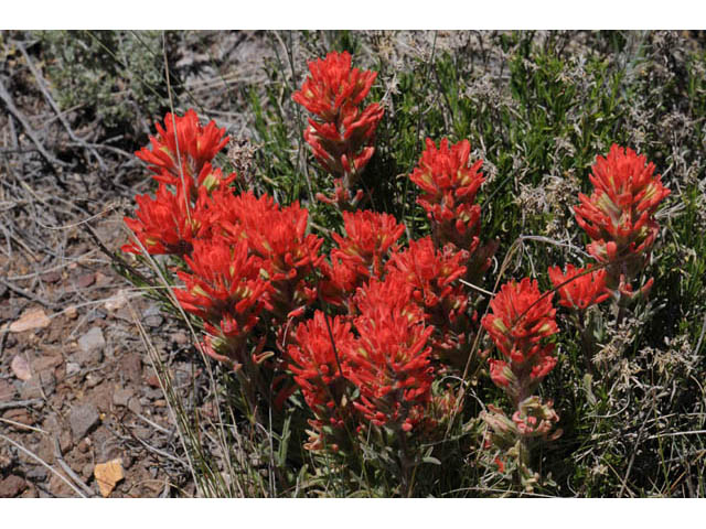 Castilleja angustifolia var. dubia (Showy northwestern indian-paintbrush) #69981