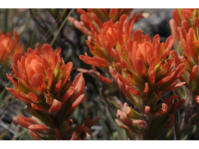 Castilleja angustifolia var. dubia (Showy northwestern indian-paintbrush) #69982